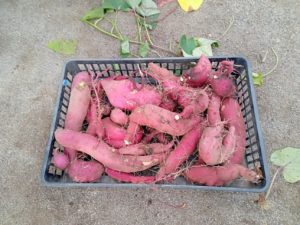 POCCO収穫祭！（芋掘り体験）