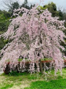 ～春休みの様子～