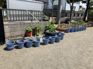 ポコ２の活動：作物を育てています