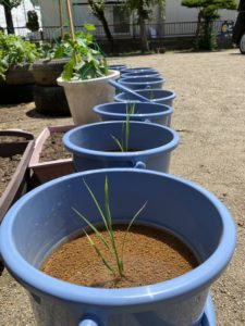 ポコ２の活動：バケツ稲で田植え