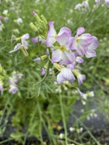 ポコⅠの活動～さや小瀬菜大根収穫～