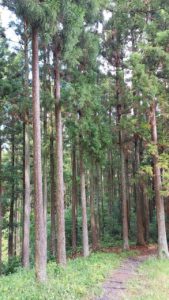 ポコ２の活動：大亀山森林公園へ行きました！