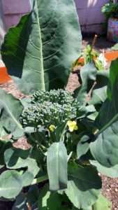 ポコ２の活動：スティックブロッコリーを収穫しました！