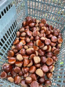 ポコ1の活動　～栗拾い～