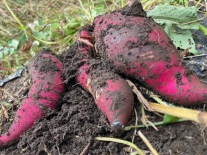 ポコ１～さつまいも掘り体験～