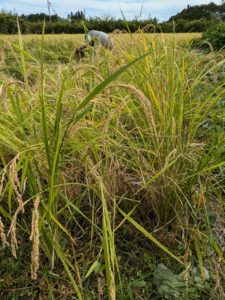 ポコ２活動の様子